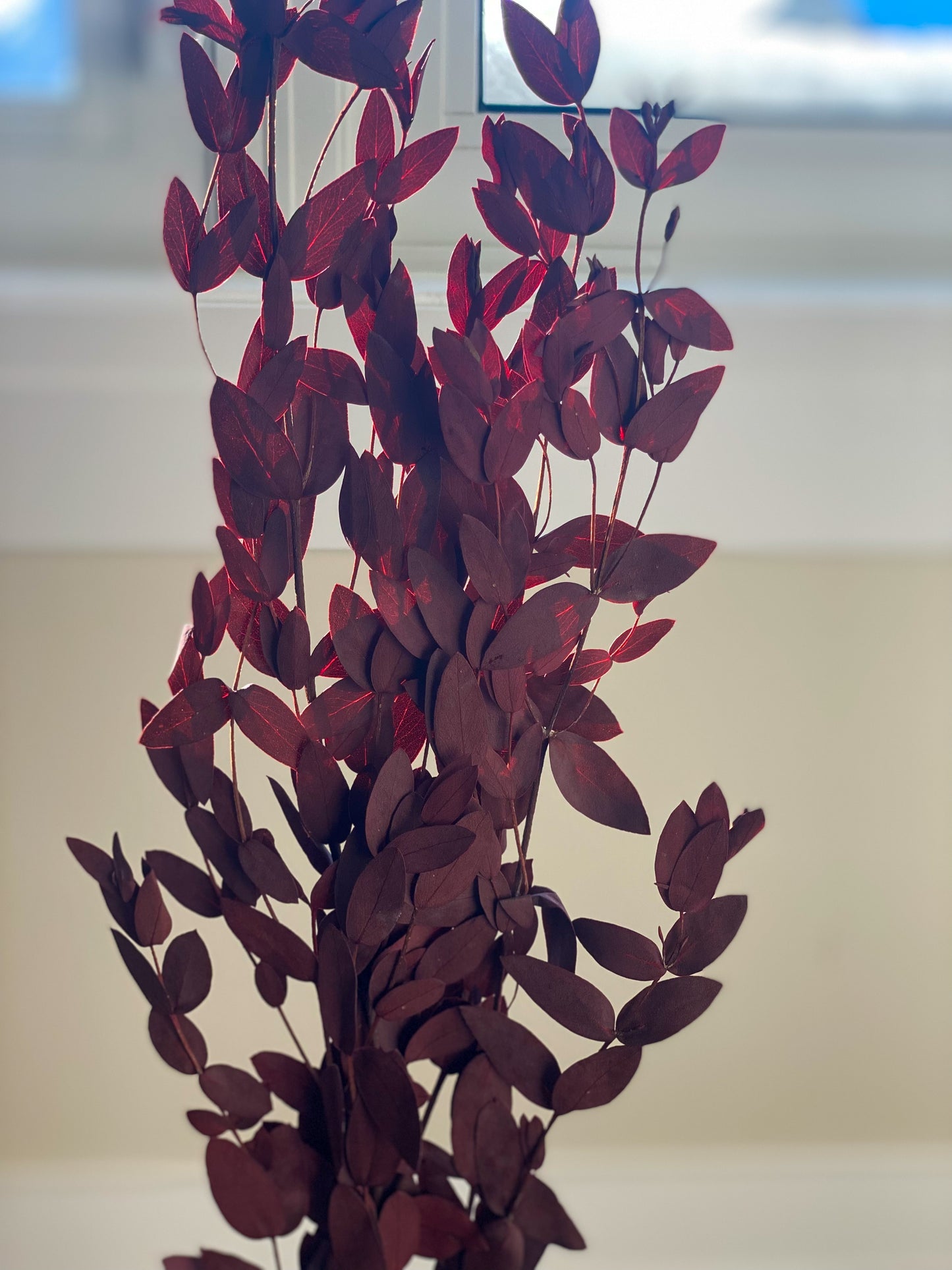 Preserved Eucalyptus Parvifolia - Deep Red