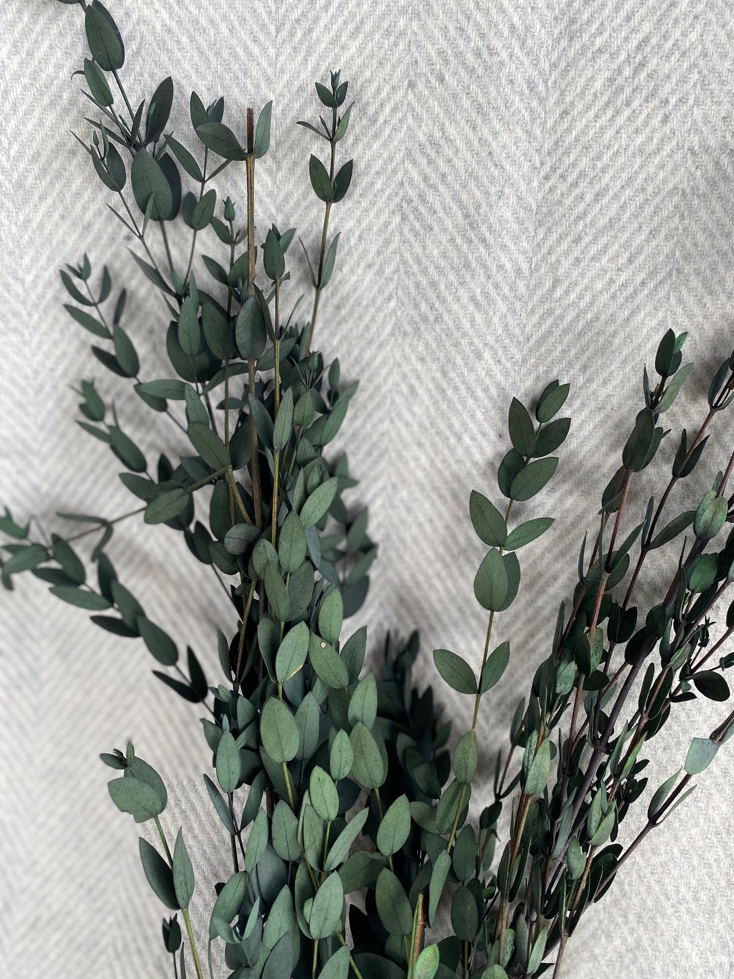 Preserved Eucalyptus Parvifolia - Natural Green