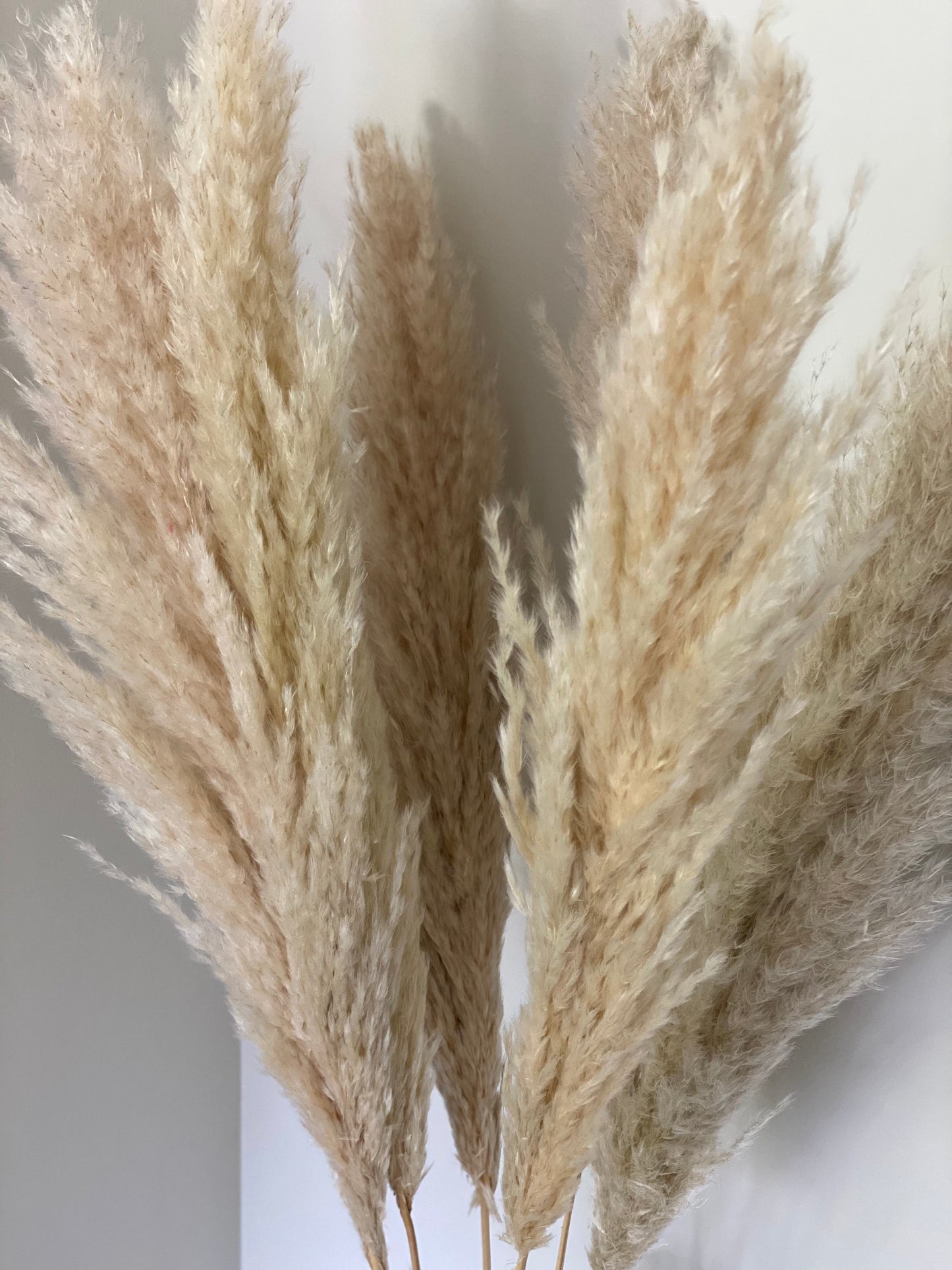 Pampas grass - Natural