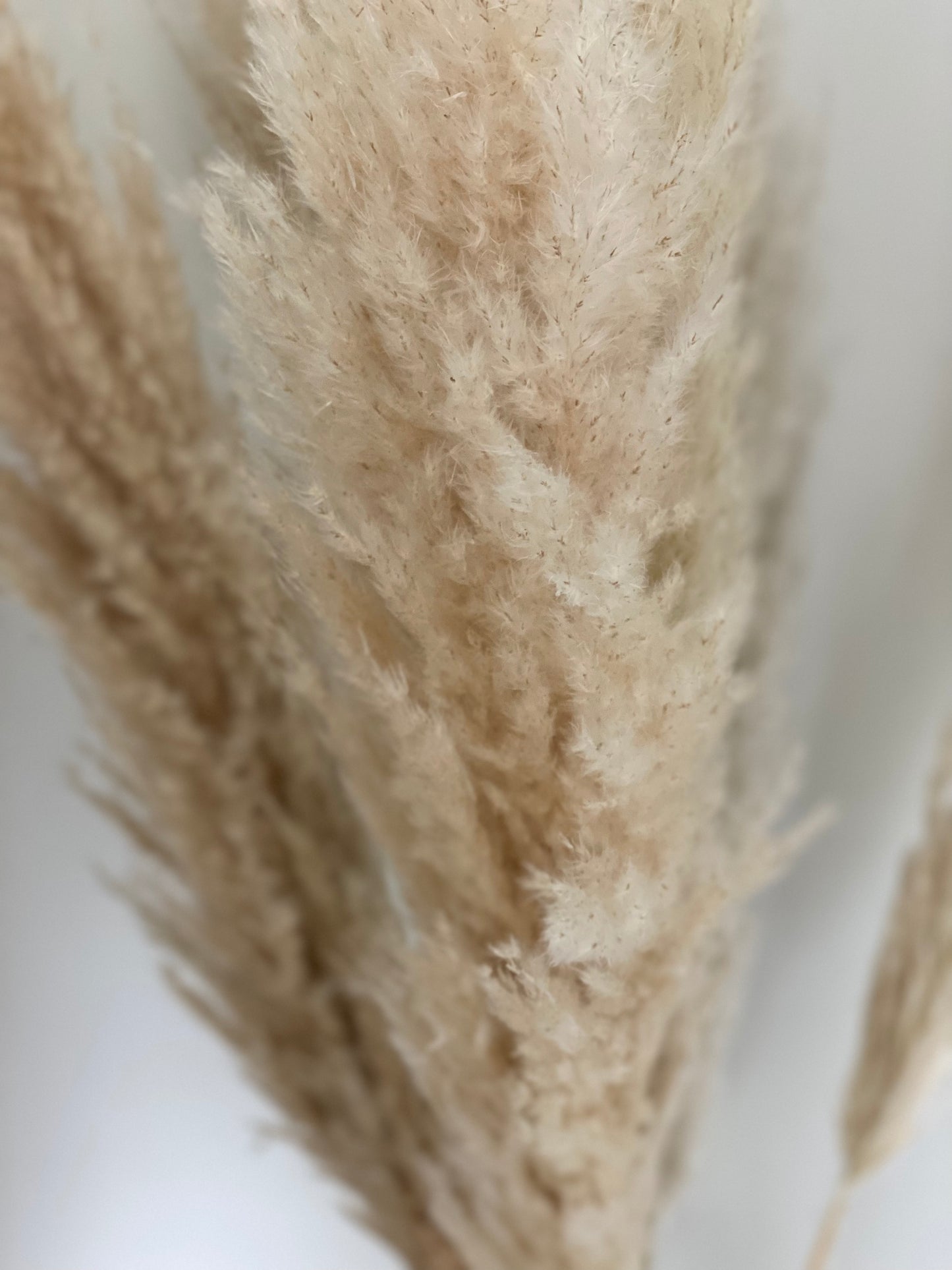 Pampas grass - Natural